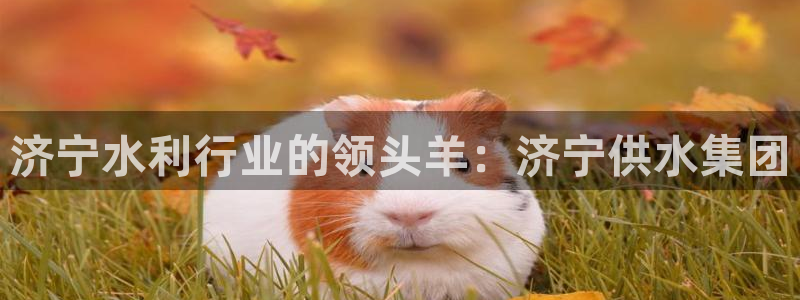 球友会app干啥的软件